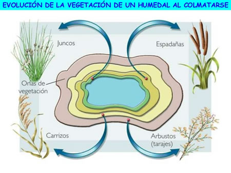 Las comunidades ligadas al agua se distribuyen formando orlas o cinturones, siguiendo un gradiente supeditado a la profundidad